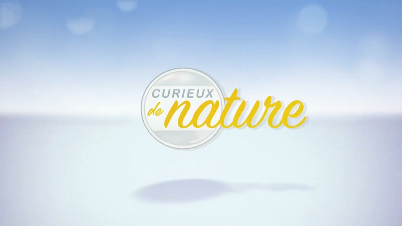 Curieux de nature - Les poissons de nos rivières