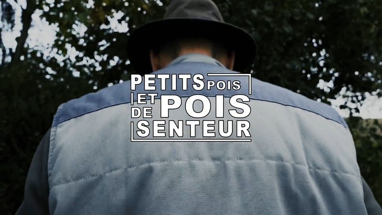 Petits pois et pois de senteur - 09/09/2024