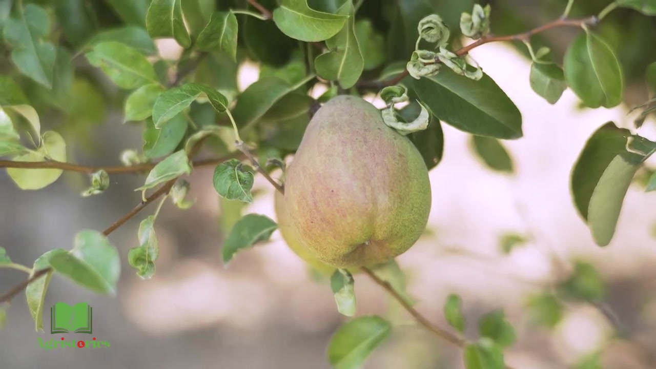 Agristories - Le Verger de la Chise, à Piétrebais