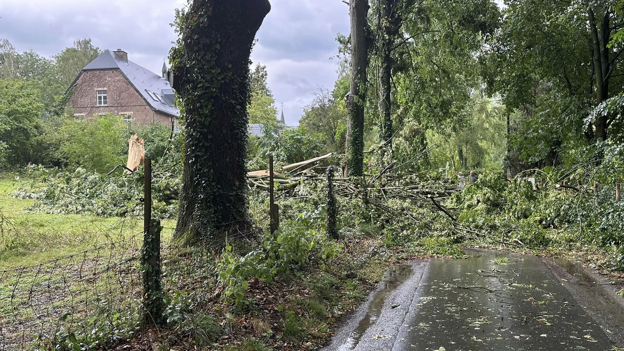 Des chutes d'arbres à Perwez suite aux orages