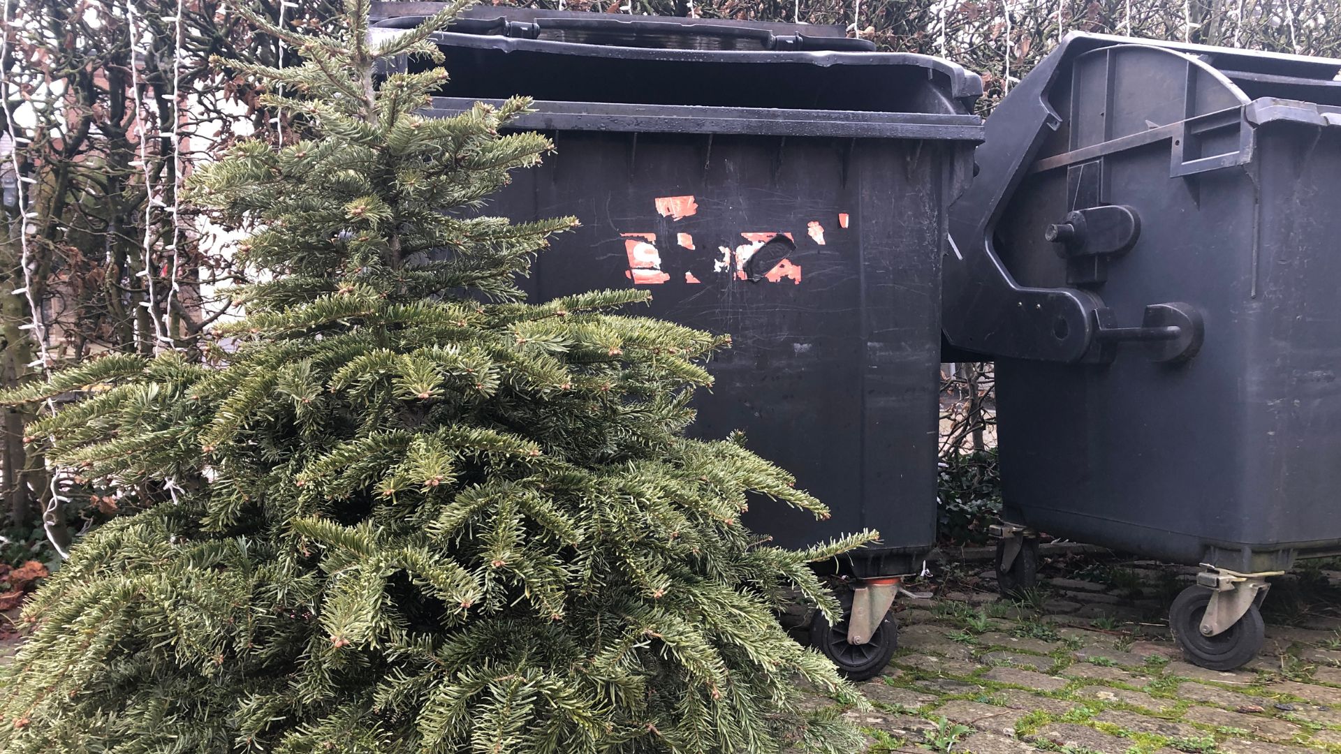 Collectes : préparez votre vieux sapin pour lundi prochain