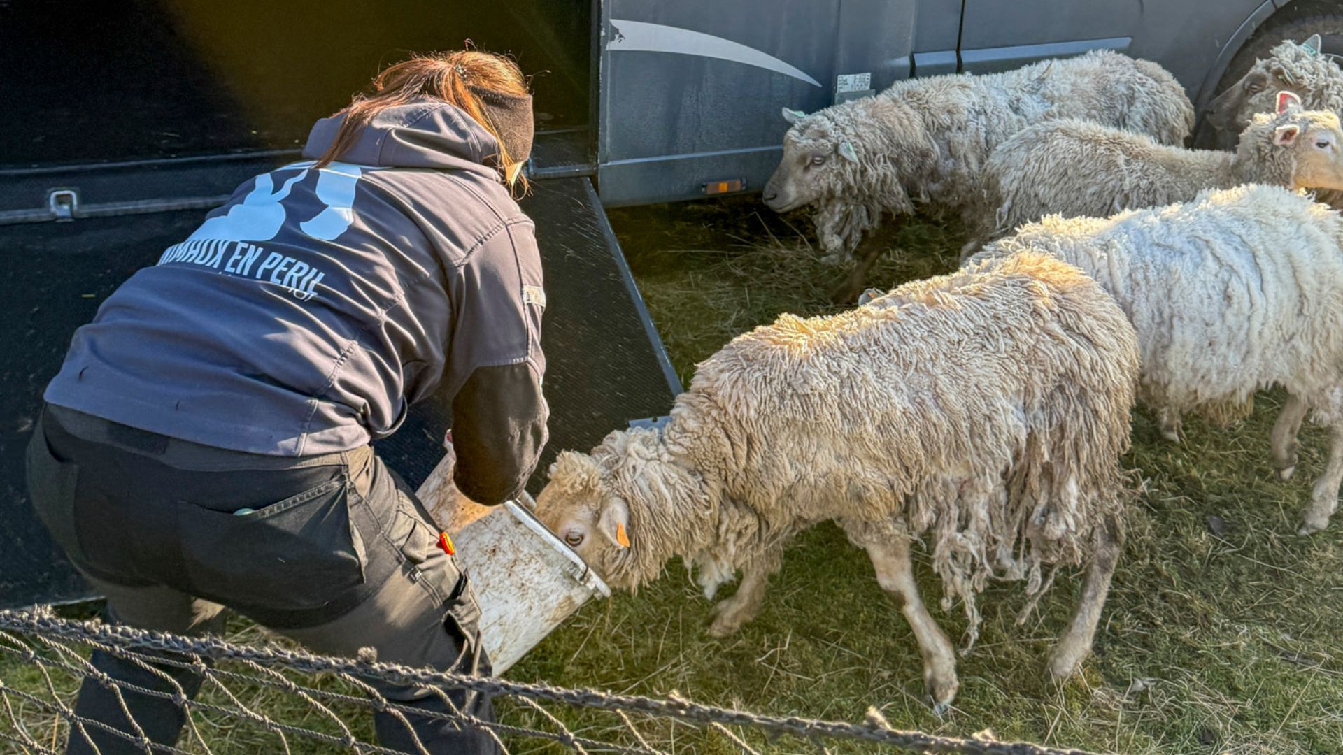 Beauraing : le Rêve d'Aby intervient pour sauver des moutons