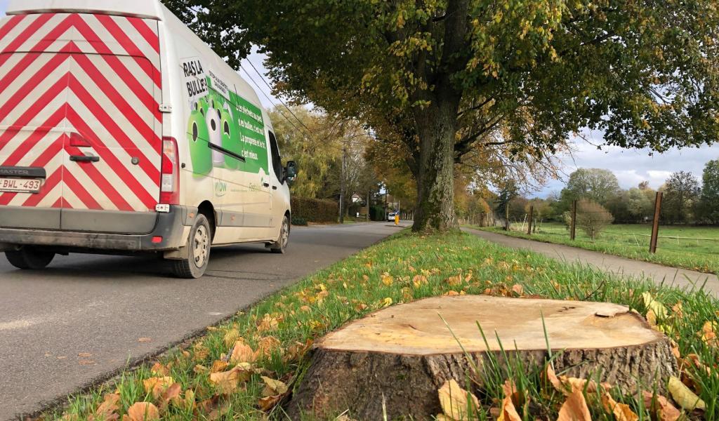 38 tilleuls de la Drève Chèvequeue à Walhain abattus avant le printemps