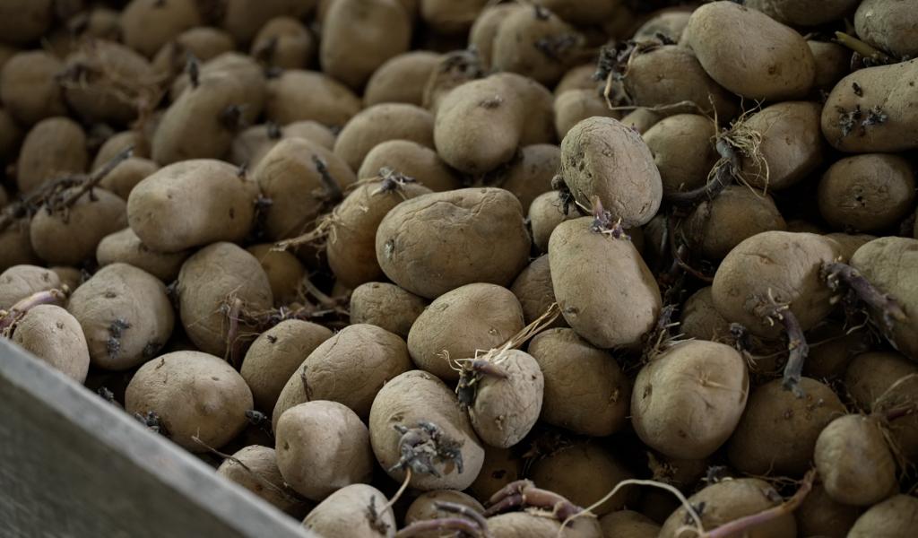 Pommes de terre : les plantations retardées par la pluie
