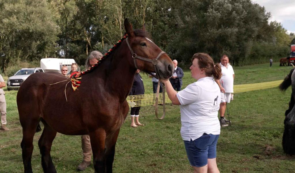 20ème championnat wallon du cheval de trait à Cortil-Noirmont