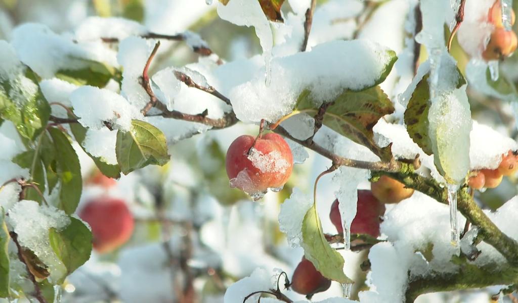 La saison de taille des arbres a commencé : que faut-il savoir ?