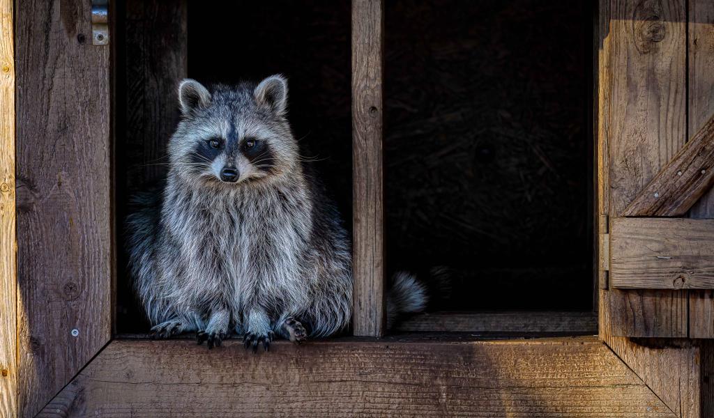 Le raton laveur repéré à Chastre : un animal mignon mais nuisible