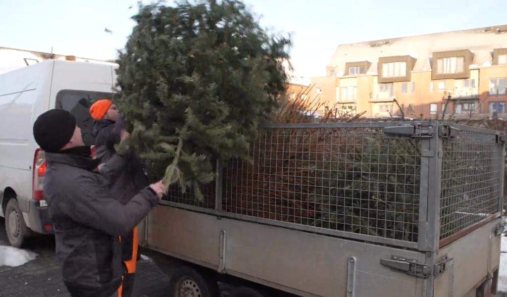 À Perwez, c'est la semaine du ramassage des sapins