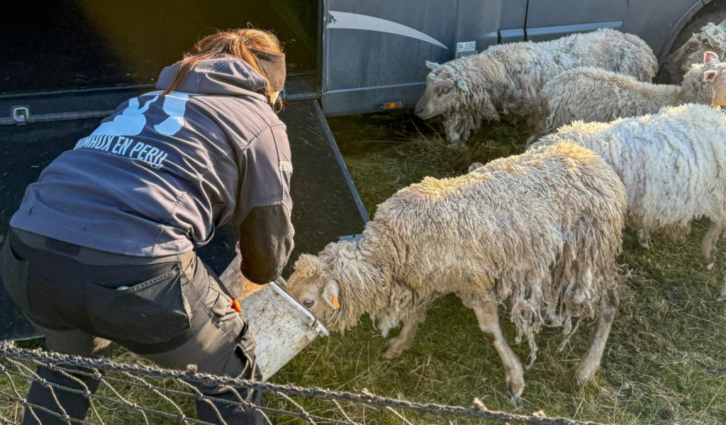 Beauraing : le Rêve d'Aby intervient pour sauver des moutons