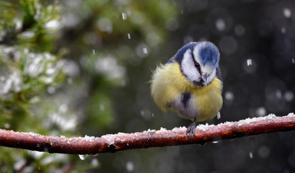 Natagora : plus de 10.000 participants au recensement des oiseaux