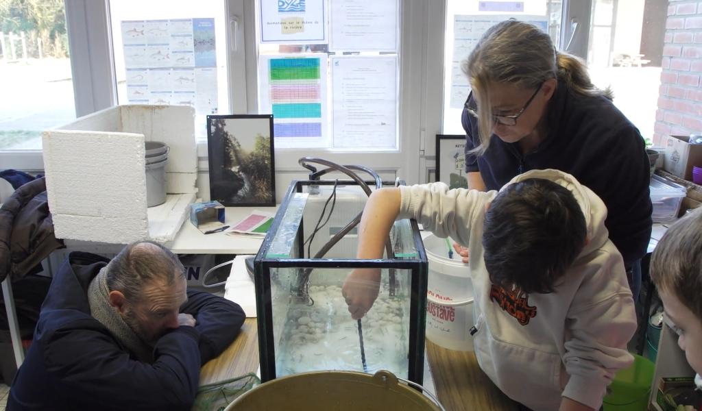 Des truites en classe : une leçon vivante pour les élèves