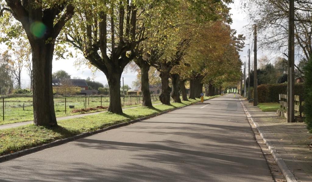 Walhain : la rue Chèvequeue fermée pour abattre en urgence plusieurs tilleuls