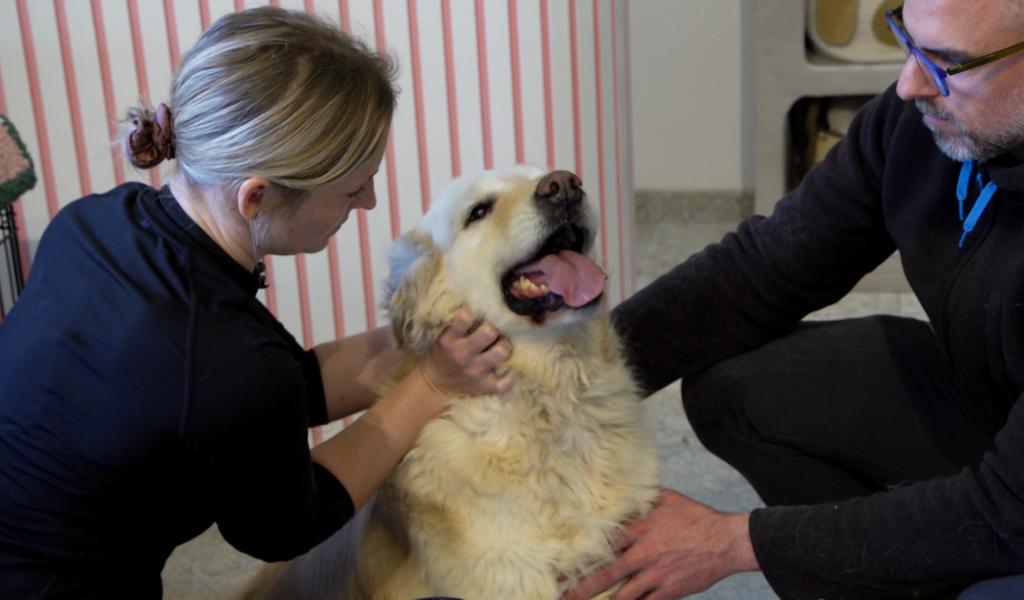 Chiens et chats ont aussi droit à leur ostéopathe dans la région de Gembloux