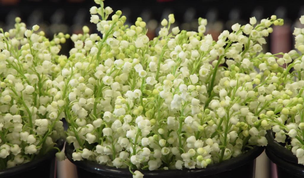 Muguet du 1er mai : un défi logistique pour les fleuristes