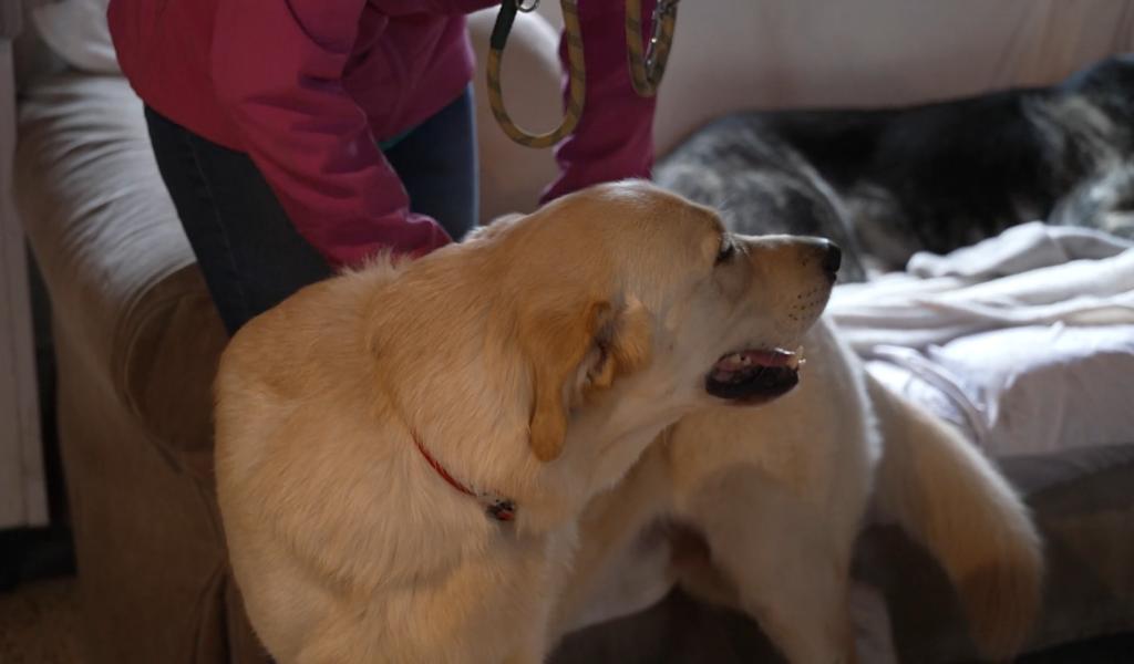 Gembloux : les chiens à la crèche