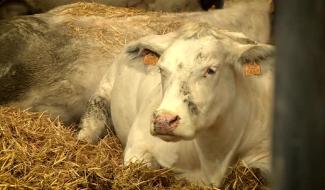 Contrechamps - Qui veut la peau du steak ?