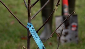 Chastre : un arbre en mémoire des victimes du Covid