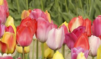 Succès des fleurs à couper : un impact sur les fleuristes ?