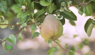 Agristories - Le Verger de la Chise, à Piétrebais