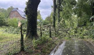 Des chutes d'arbres à Perwez suite aux orages