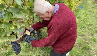 Une bonne année pour le vin au Domaine de Mellemont