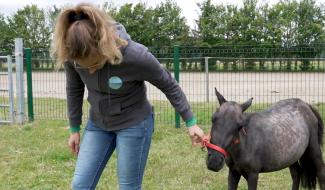 De plus en plus de saisies d'animaux : le Rêve d'Aby doit refuser les demandes d'abandons