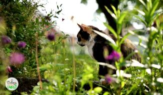 Entrez, c'est tout vert - Entre le chat et l'escargot