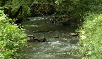 Série d'été : à la découverte des ruisseaux du bassin Dyle-Gette