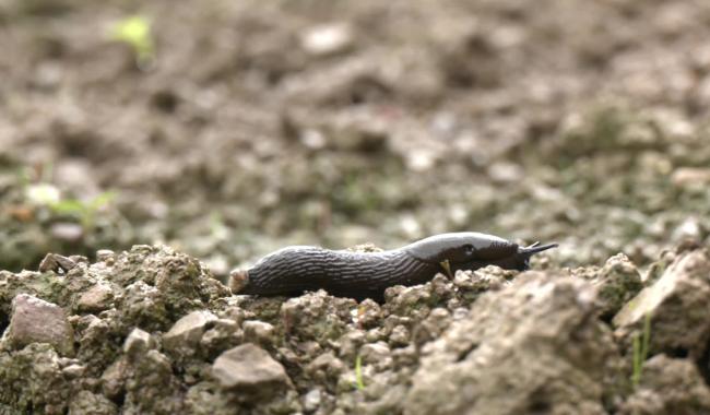 Temps pluvieux : il existe plusieurs remèdes contre les limaces