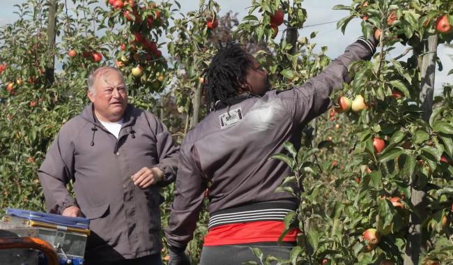 Une douzaine de saisonniers cueillent pommes et poires à la Pommeraie à Gembloux