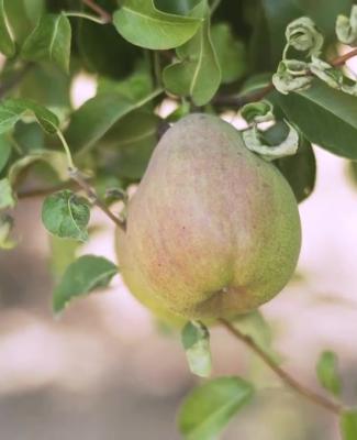 Agristories - Le Verger de la Chise, à Piétrebais