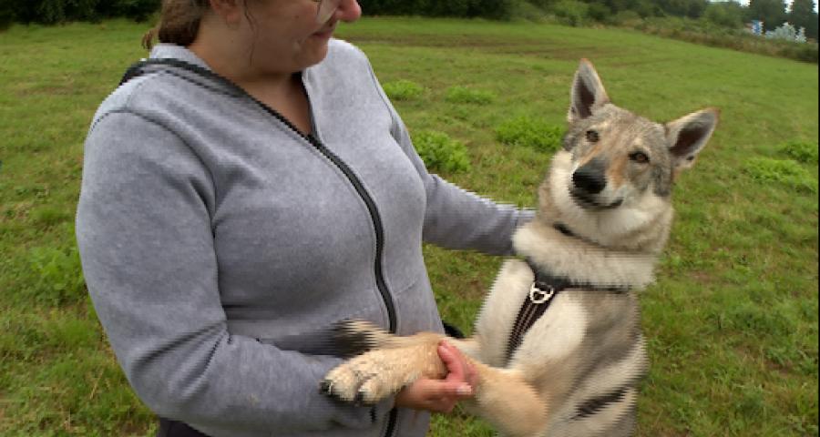 Sauvenière : un coaching personnalisé dans des cours collectifs d'éducation canine