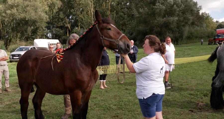 20ème championnat wallon du cheval de trait à Cortil-Noirmont